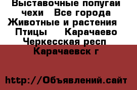 Выставочные попугаи чехи - Все города Животные и растения » Птицы   . Карачаево-Черкесская респ.,Карачаевск г.